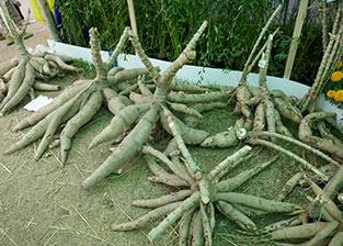 IMG_DE18-44