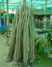 IMG_DE18-45