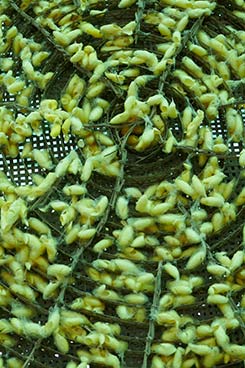 IMG_DE18-47