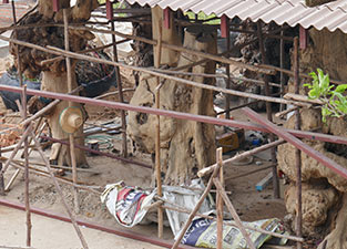 IMG_FE19-94