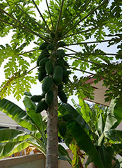 IMG_JA19-49