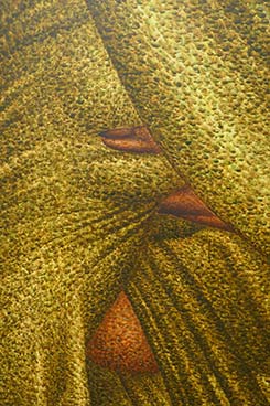IMG_JA19-75